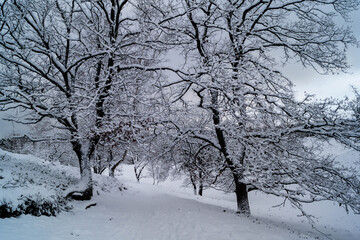 Naturschutzgebiet Fischbeker Heide im Winter 