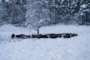 Naturschutzgebiet Fischbeker Heide im Winter 