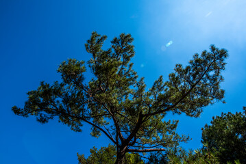 2024 08 30 corsica tree 30.jpg