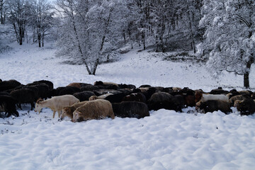 Naturschutzgebiet Fischbeker Heide im Winter 