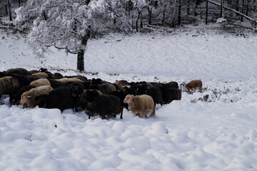 Naturschutzgebiet Fischbeker Heide im Winter 