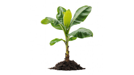 A young banana plant seedling with fresh green leaves sprouting from fertile soil against a transparent background