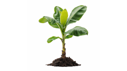 A young banana plant seedling with fresh green leaves sprouting from fertile soil against a transparent background