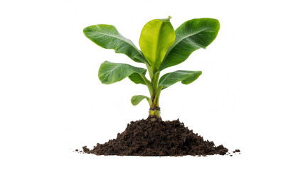 Young vibrant banana plant seedling growing healthily in fertile soil against a transparent background