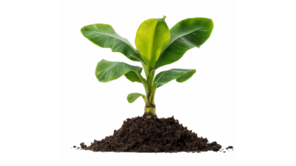 Young vibrant banana plant seedling growing healthily in fertile soil against a transparent background
