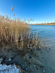  frozen reed on the lake in winter season, untouched nature