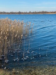 winter morning at the lake with frozen ice on the reed