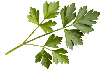 Fresh Parsley Herb Sprig with Vibrant Green Leaves and Stems, Closeup View on transparent background