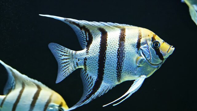 Close-up of angelfish swimming in clear aquarium water