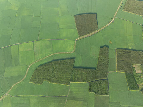 Aerial view of patchwork fields, a symphony of greens intersected by pale pathways, painting a vibrant rural tapestry, Kishoreganj, Dhaka Division, Bangladesh.