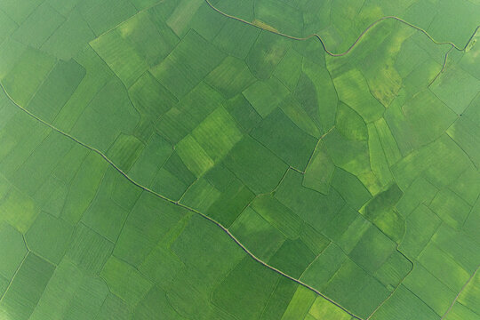 Aerial view of the verdant patchwork of paddy fields, a symphony of greens intersected by winding paths, Dhaka Division, Bangladesh.