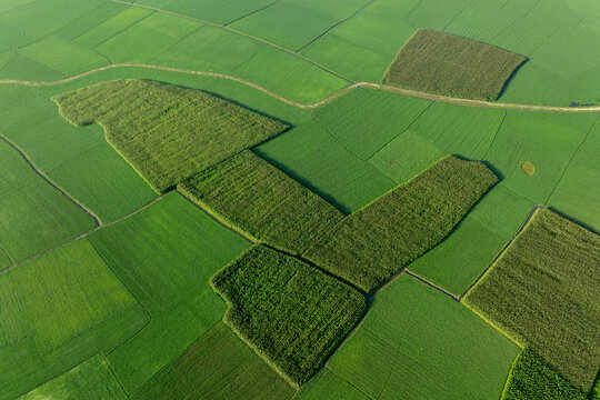Aerial view of fields of varying green hues create a patchwork quilt under the warm sunlight, Kishoreganj, Dhaka Division, Bangladesh.