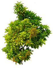 A vibrant green plant with yellow flowers against a white background