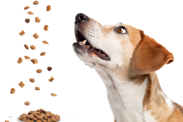 Realistic dog portrait, medium close-up, dog looking up and trying to catch falling dry dog food, kibble pieces frozen in mid air, dynamic action moment, natural facial expression, realistic fur textu