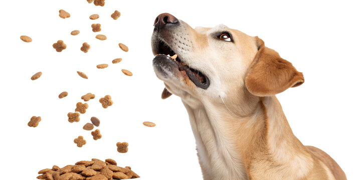 Realistic dog portrait, medium close-up, dog looking up and trying to catch falling dry dog food, kibble pieces frozen in mid air, dynamic action moment, natural facial expression, realistic fur textu