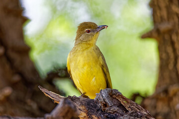 Gelbbauchb&uuml;lb&uuml;l