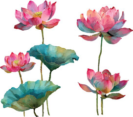 pink lotus flower