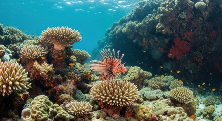 Fototapeta premium Red Lionfish Swimming Gracefully Over Healthy Hard Coral Formations in Blue Water