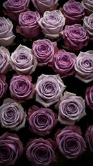 Beautiful purple roses for valentine's day romantic bouquets and gifts