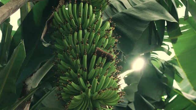 A smooth vertical camera movement traveling downward along a large banana bunch in a tropical plantation in Madeira. The shot emphasizes the size, texture, and freshness of the bananas
