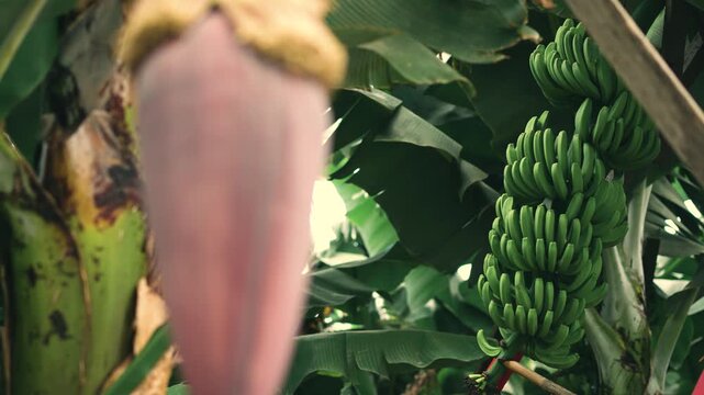 A static shot with a smooth focus pull transitioning from a close-up banana flower in the foreground to a banana bunch slightly farther away in a tropical plantation in Madeira. The change in focus