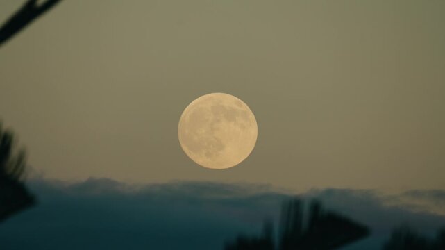 A close-up of a full moon rising over Madeira, filmed from the airport. A few palm or coniferous tree leaves appear slightly in the foreground, adding depth and scale. The moon is not overexposed