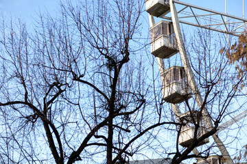 Ferris Wheel Seen Through Bare Winter Tree Branches