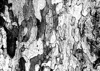 Large vector tree bark texture with a transparent background