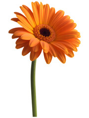 Vibrant Orange Gerbera Daisy Flower Blooms with Dark Center, Green Stem, on transparent background