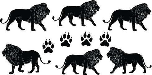 Set of black male lion silhouettes walking and stalking with paw prints, vector illustration isolated on white background, wild animal predator collection. © It's Sohan Here