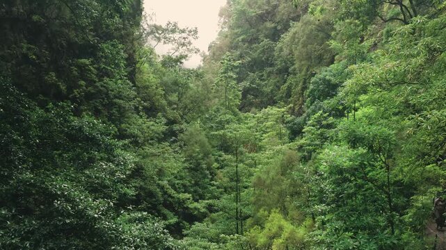 A low-altitude drone flight through lush valley at the end of the PR9 Levada do Caldeir&atilde;o Verde trail in Madeira. Dense vegetation, mostly laurel trees, fills the scene, creating a rich green tapestry