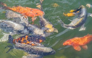 large multicolored fishes in pond