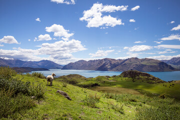 The sheep on a green pasture above Wānaka Lake by path to Roys Peak, South Island, New Zealand. Sunny spring day. © indrova