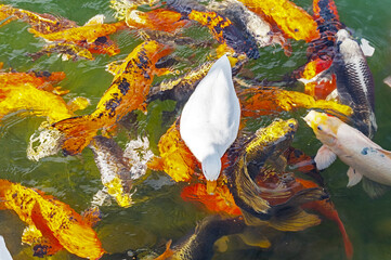 duck swims in a lake with big beautiful carp
