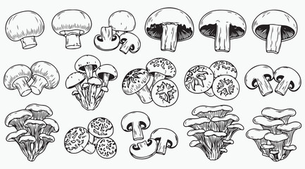 Mushroom Variety and Fungi Species Line Art Collection © Md Robin Hasan