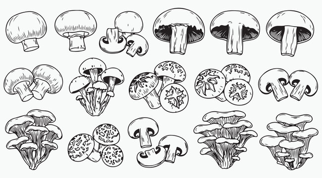 Mushroom Variety and Fungi Species Line Art Collection