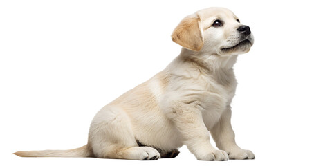 Realistic puppy, full body, sitting pose, cute but natural proportions, clean detailed soft fur texture, soft studio lighting, eye level view, centered composition, isolated on transparent background,