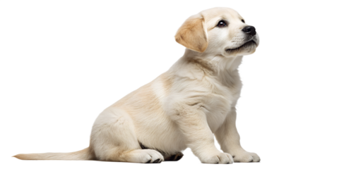 Realistic puppy, full body, sitting pose, cute but natural proportions, clean detailed soft fur texture, soft studio lighting, eye level view, centered composition, isolated on transparent background,
