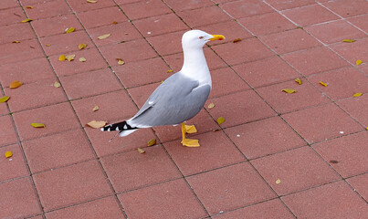 White and grey seagull