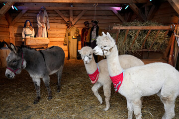 A festive Christmas scene set in a wooden stable with hay. 