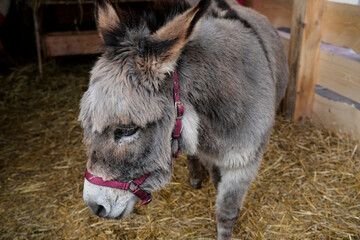 A close-up portrait of a charming grey donkey wearing a magenta halter, standing in a wooden barn...