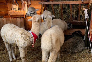 Obraz premium A group of fluffy light-colored alpacas standing in a wooden pen filled with hay