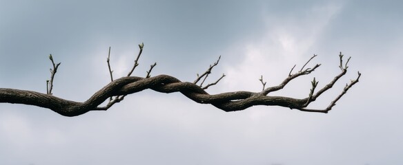 Fototapeta premium twisted tree branch rising against a gentle sky representing resilience in purity