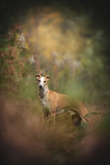 A slender whippet dog with a tan coat and white markings stands among tall grass and plants. The dog is wearing a collar and looks directly at the viewer