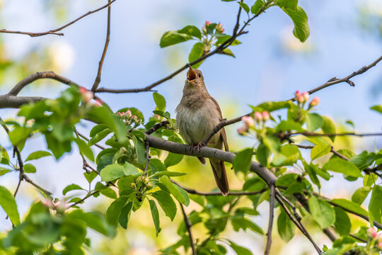 Thrush Nightingale, Luscinia luscinia. A bird sits on a tree branch and sings