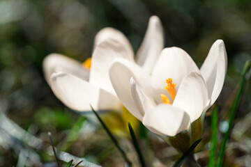 Snow crocus or Crocus chrysanthus  growing in the very early springtimen..  This early-blooming crocus features delicate, goblet-shaped flowers that bloom in a vibrant array of colors.