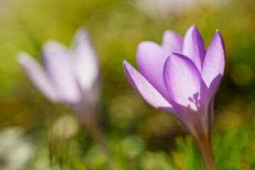 Snow crocus or Crocus chrysanthus  growing in the very early springtimen..  This early-blooming crocus features delicate, goblet-shaped flowers that bloom in a vibrant array of colors.