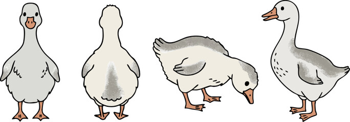 Cute White Goose Character Set, Vector Farm Birds Collection