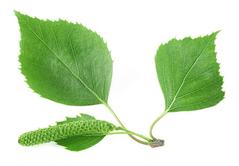 Green birch branch with catkins and green leaves isolated on a white background. Medicine, cosmetology and food processing.