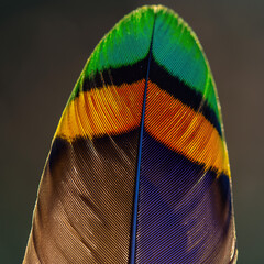 Colorful feather details showcasing vibrant patterns and textures captured up close in natural setting